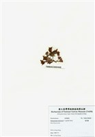 藏品(旋花藻)的圖片